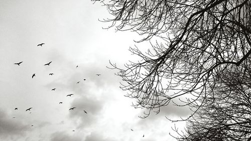 Low angle view of trees against sky