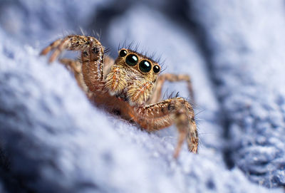 Extreme close-up of jumping spider