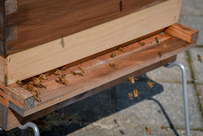 Bee keeping on urban city rooftop