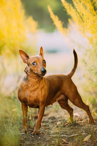 Dogs standing on field