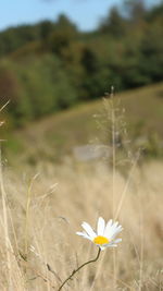 Close-up of white flowering plant on field