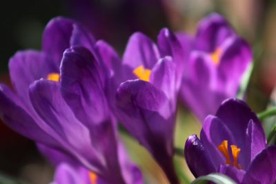 Close-up of purple crocus flowers