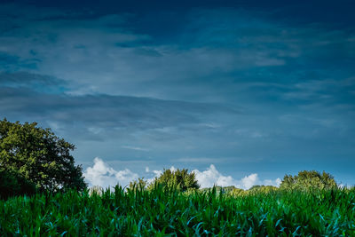 Plants growing on field against sky