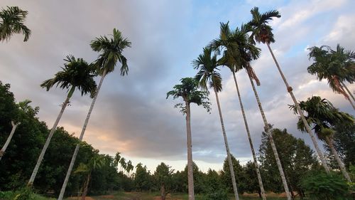 Low angle view of palm trees against sky