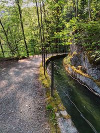 High angle view of trees in forest