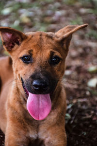 Close-up portrait of a dog