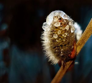 Close-up of dandelion on plant