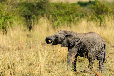 Elephant calf on grassy field