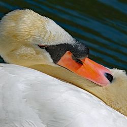 Close-up of swan swimming in lake