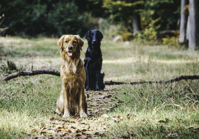 Dogs running on field