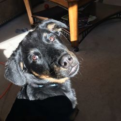 High angle portrait of black dog