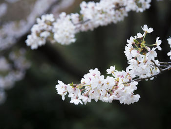 Close-up of white flowers blooming on tree