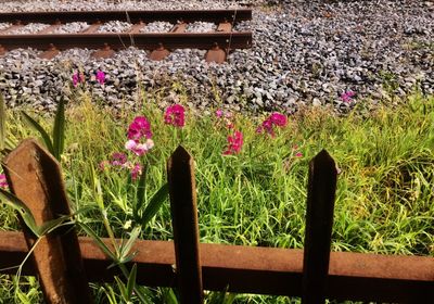 Close-up of flowers growing outdoors