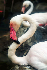 Close-up of swan