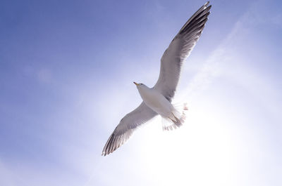 Low angle view of seagull flying in sky