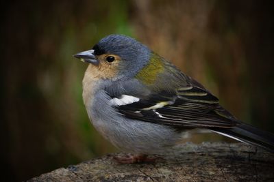 Close-up of bird perching on wood