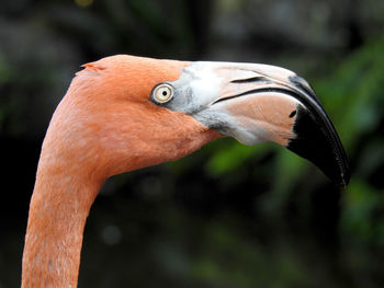 Flamingo profile