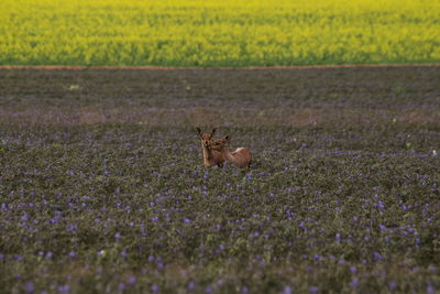 Deer family on field