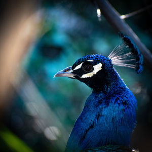 Close-up of a peacock