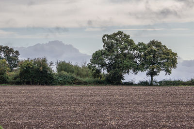 Trees on field against sky