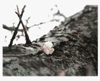 Close-up of plant against blurred background