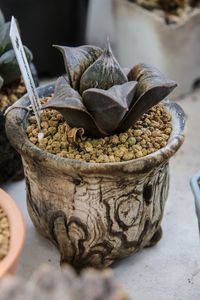 Close-up of succulent on table