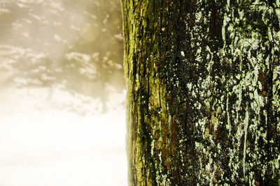 Close-up of tree trunk against sky