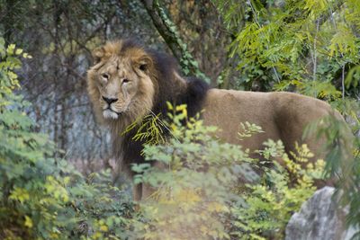 Portrait of lion