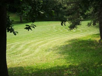 Scenic view of grassy field