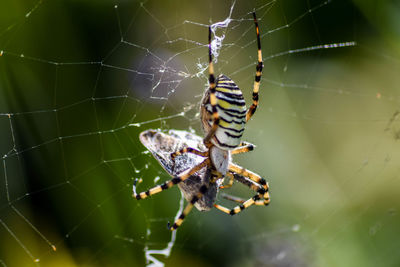 Close-up of spider on web