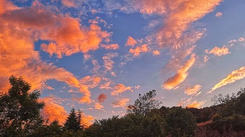 Low angle view of silhouette trees against sky during sunset