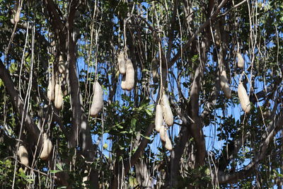 Low angle view of trees in forest