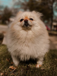 Portrait of a dog on field