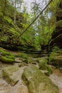 Stream flowing through rocks in forest