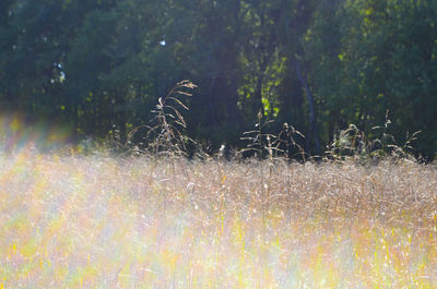 Jellyfish in grass