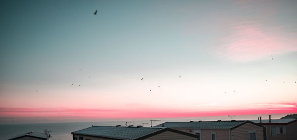 Birds flying in the sky