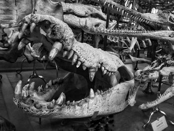 Close-up of animal skull in water