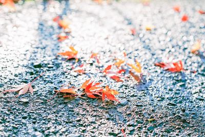 High angle view of orange autumn leaves