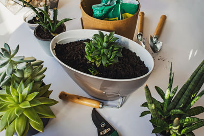 High angle view of potted plant on table