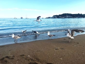 Seagulls on beach against sky