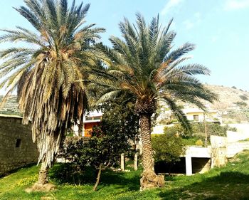 Coconut palm tree in city against sky