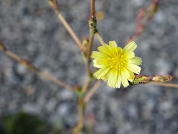 Close-up of yellow flower