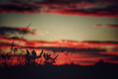 Silhouette of trees at sunset