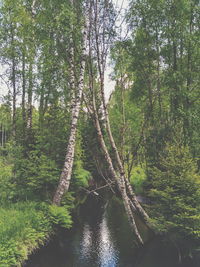 Scenic view of river amidst trees in forest