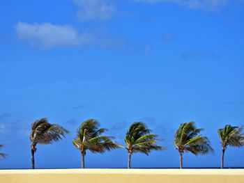 Low angle view of coconut palm trees against blue sky