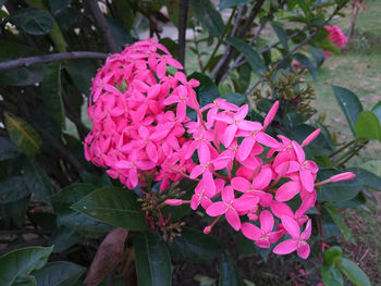 Close-up of pink flowers blooming outdoors