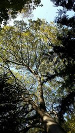 Low angle view of trees