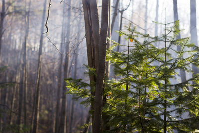 Tree trunks in forest