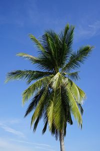 Low angle view of palm tree against blue sky