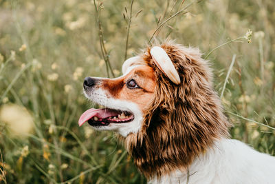 Close-up of dog looking away on field